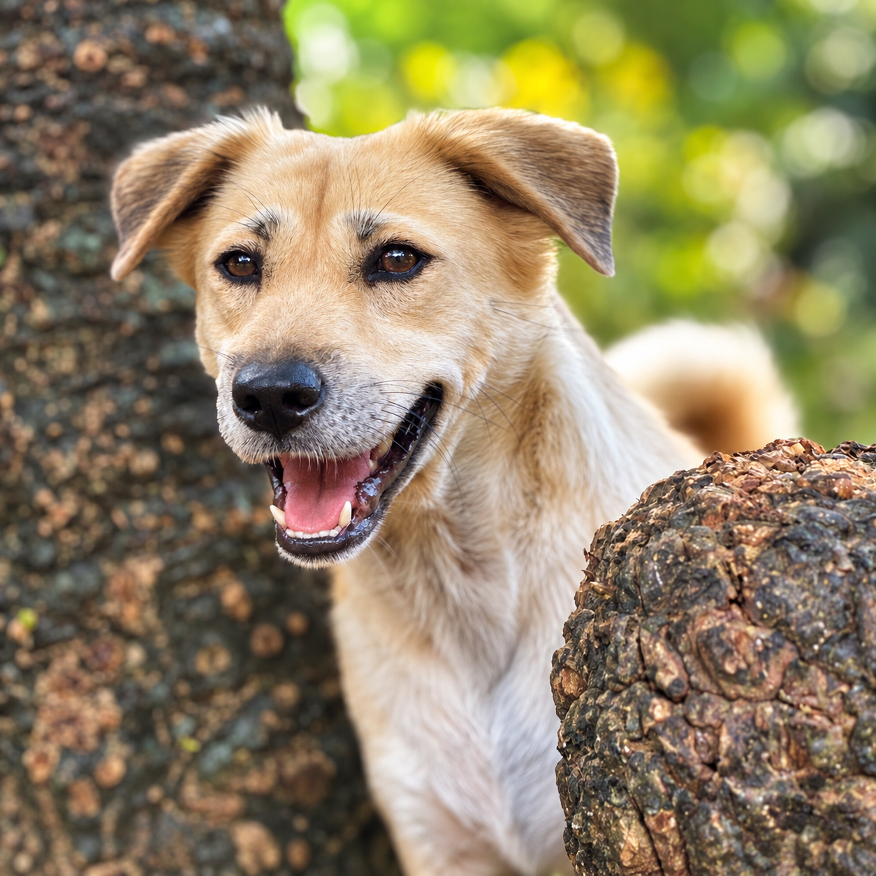 Roro, rescued by GAIA in Bali