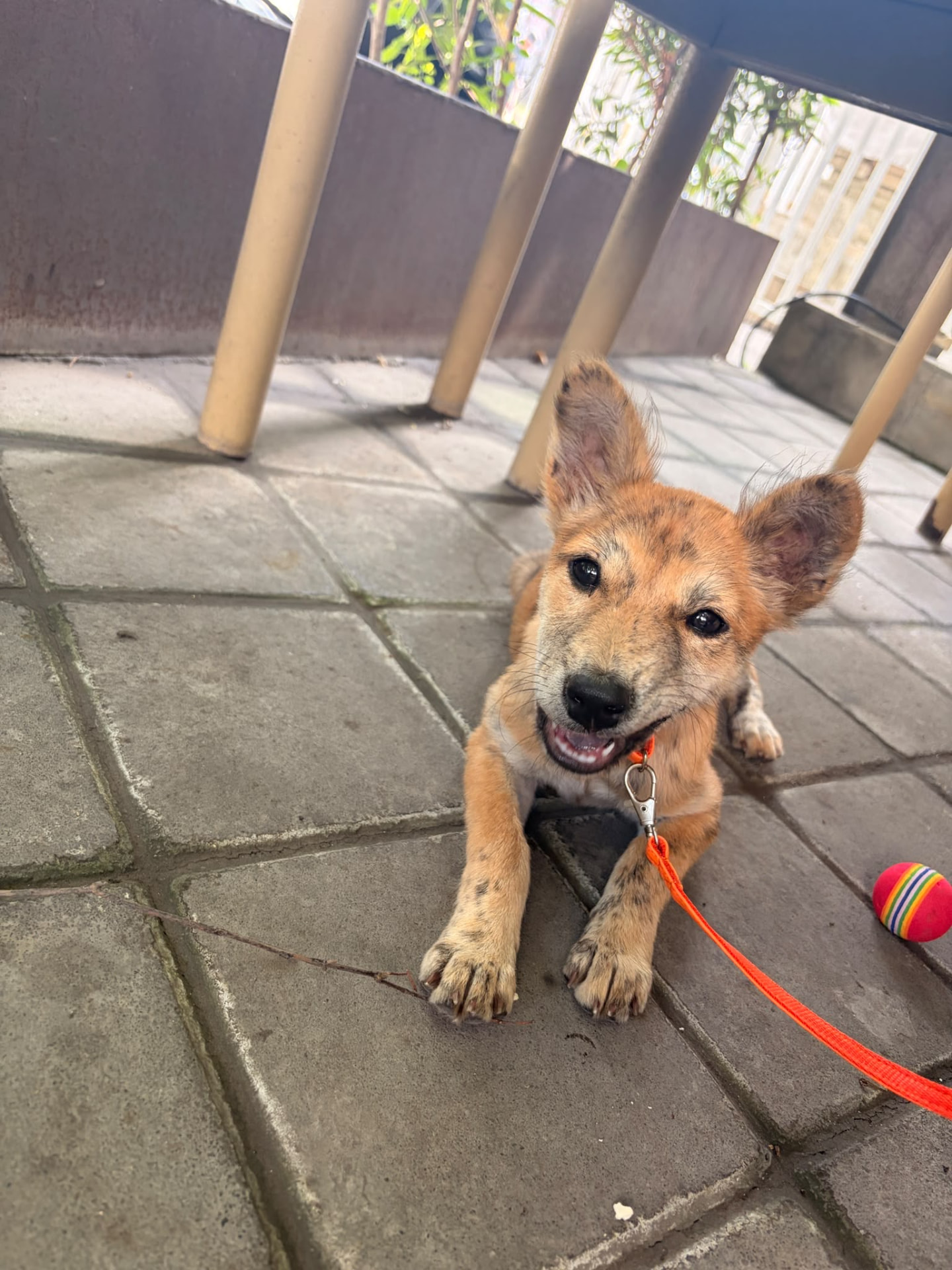 Mirage, a tan puppy being fostered