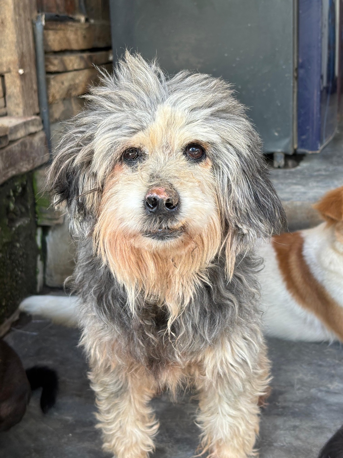 Muffin at GAIA Island of Dogs, Bali