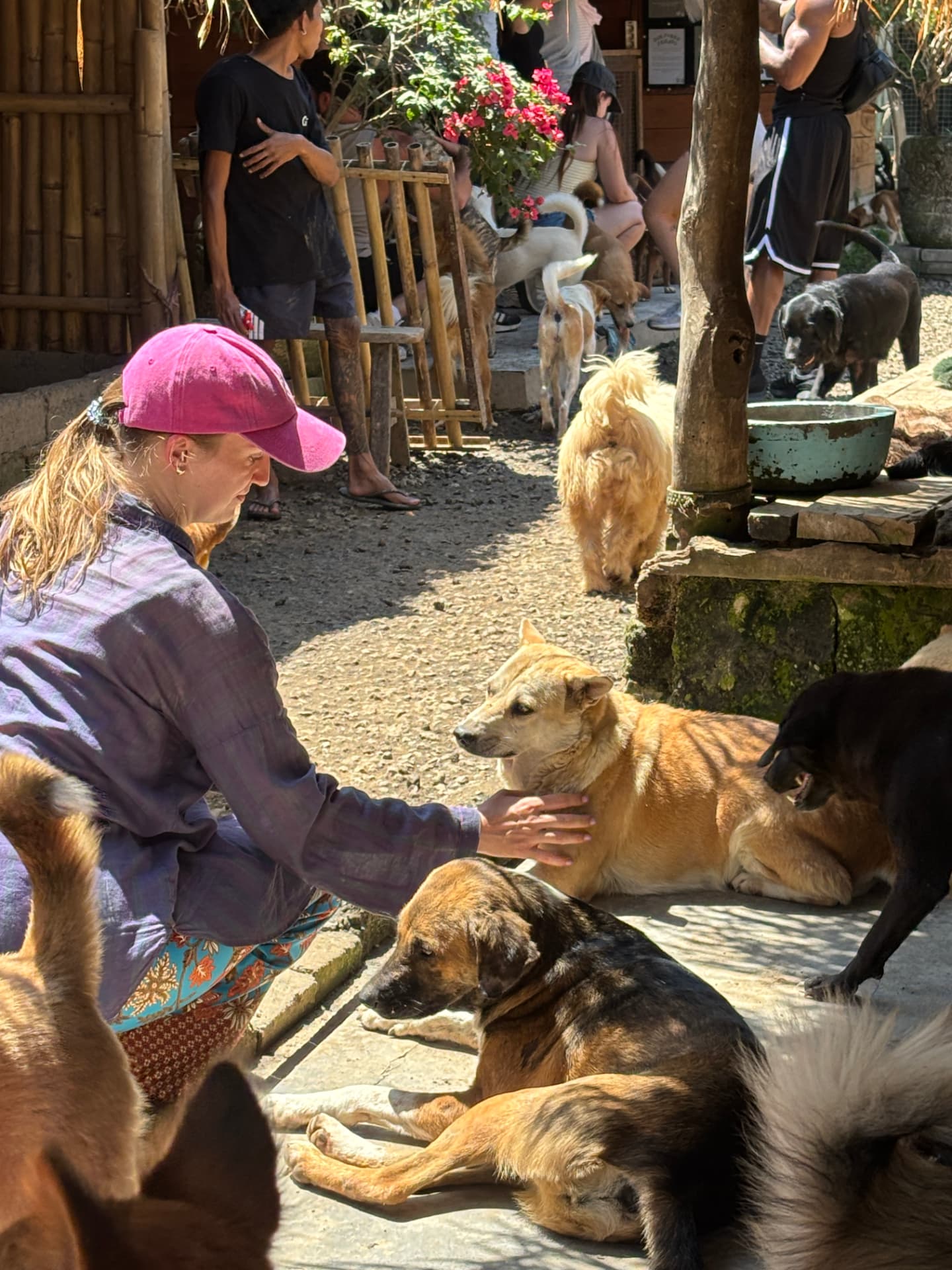 A visitor in a pink cap crouching to pet a tan dog in a sunny courtyard