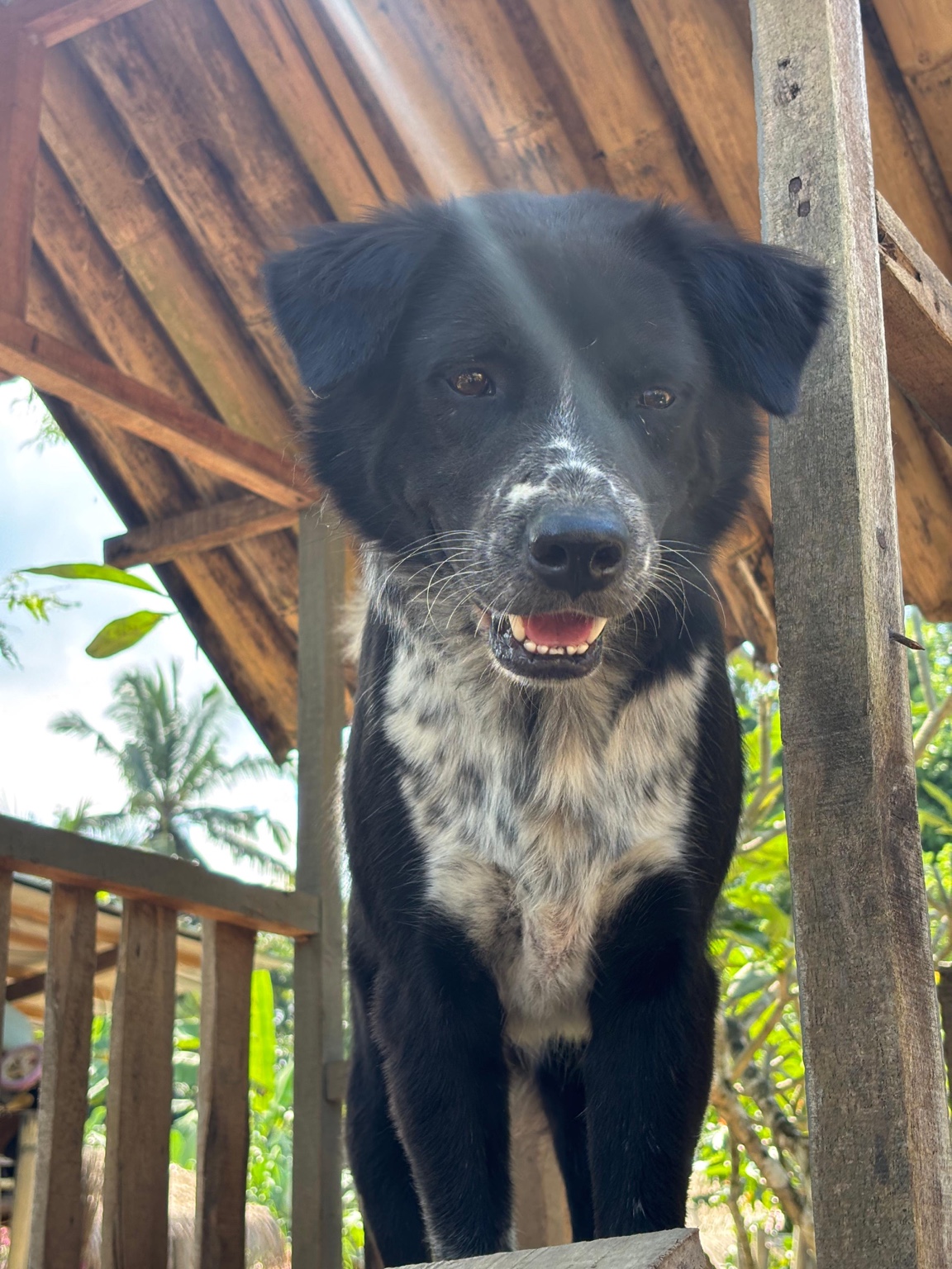 Leo at GAIA Island of Dogs, Bali
