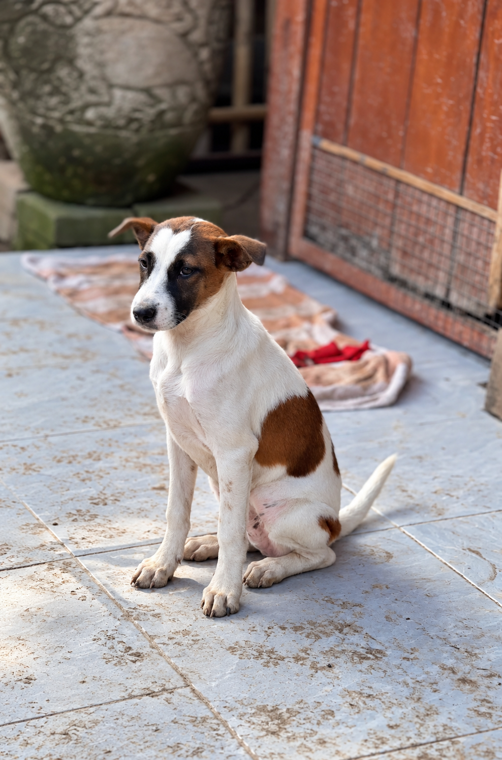 Cliffy at GAIA Island of Dogs, Bali
