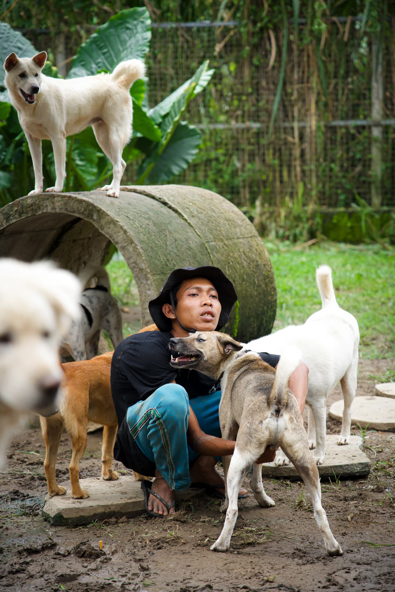 A GAIA caretaker surrounded by rescued Bali dogs