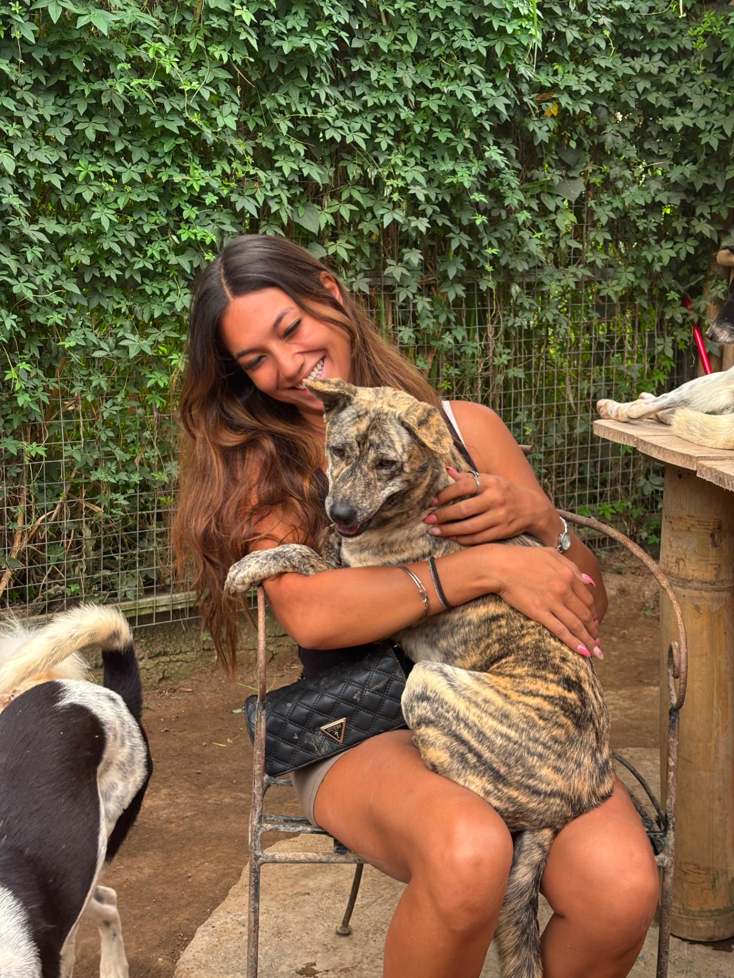 A visitor hugging a brindle dog in front of the ivy-covered fence