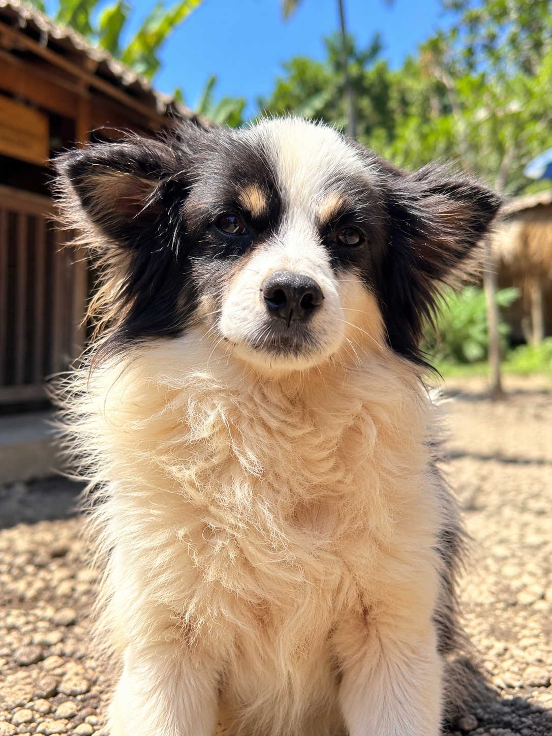 Koa