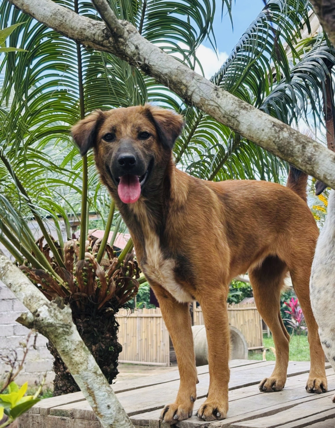 Bruno