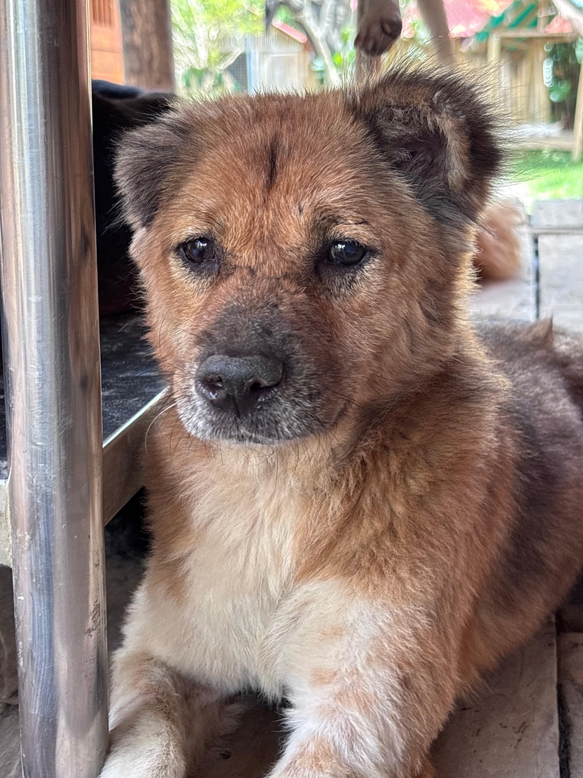 Odin at GAIA Island of Dogs, Bali