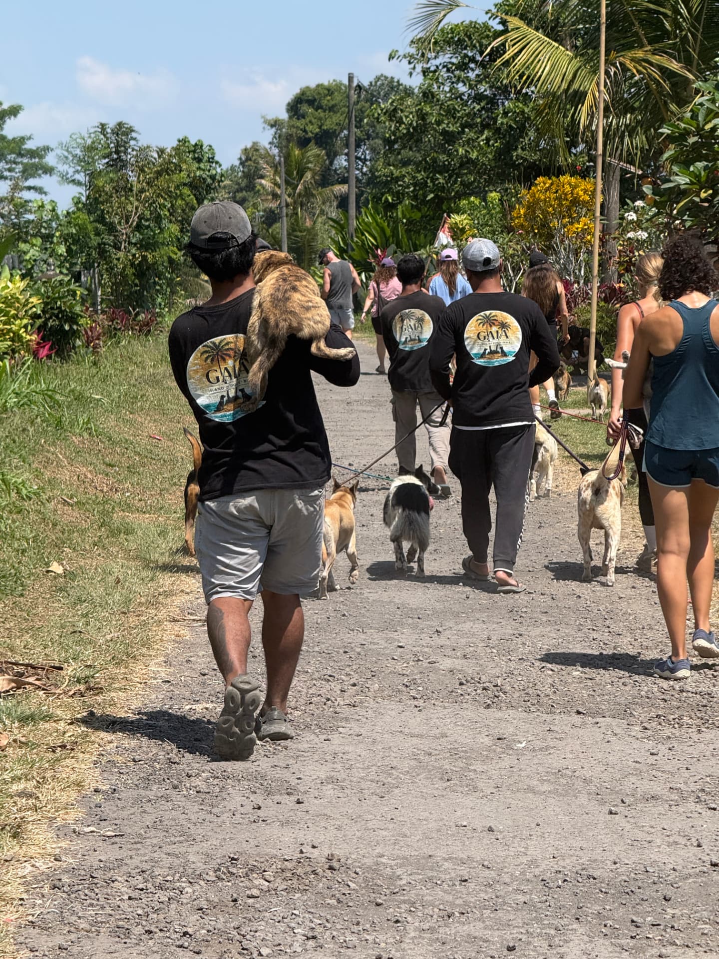 A group of visitors walking dogs down a sunny path, one carrying a brindle dog over his shoulder