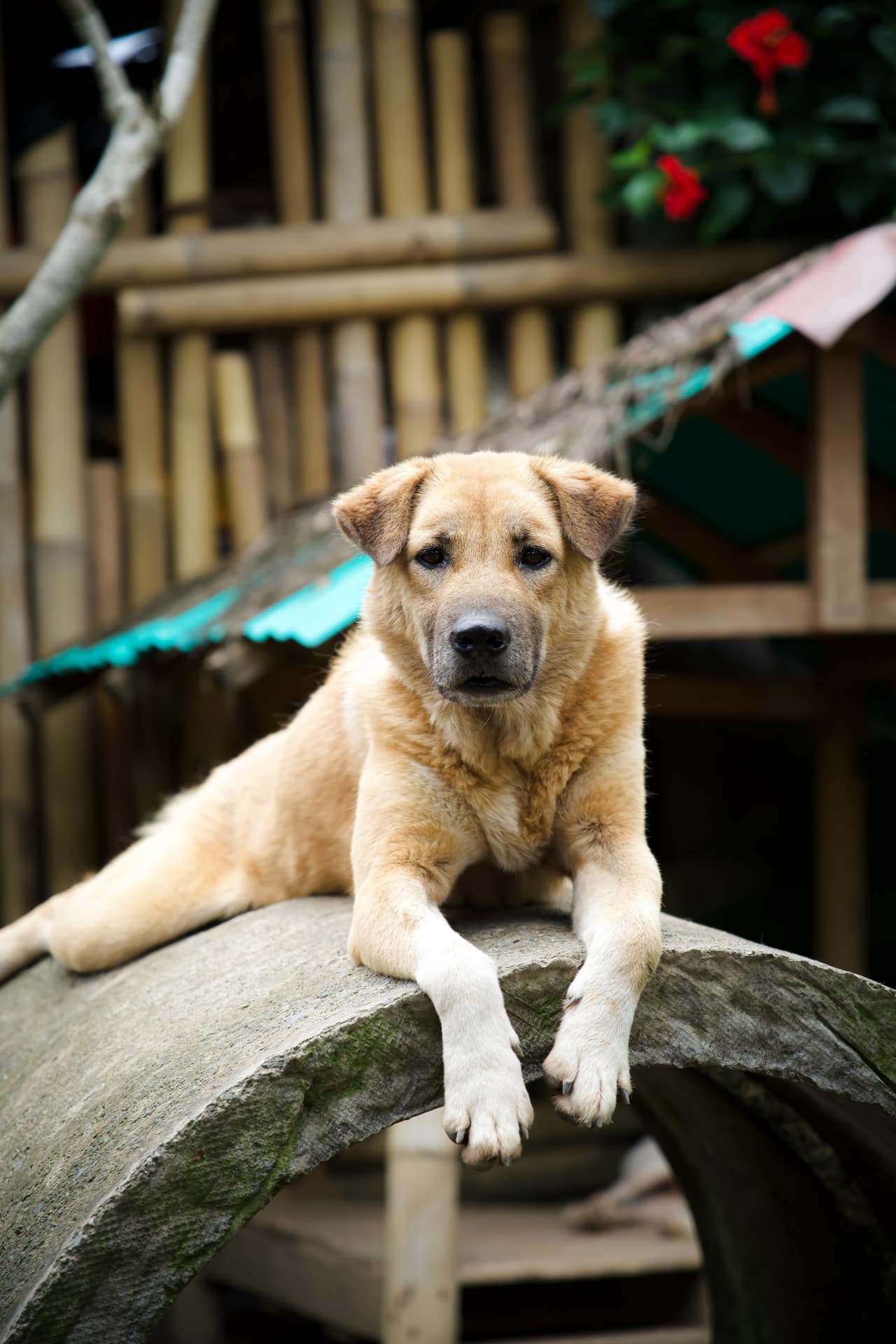 A tan puppy resting on a sanctuary arch at GAIA