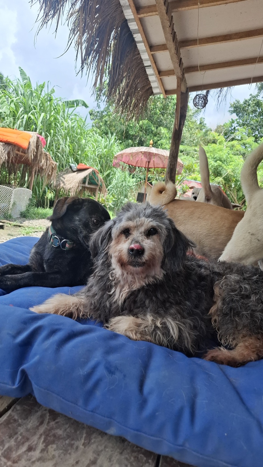 Muffin at GAIA Island of Dogs, Bali