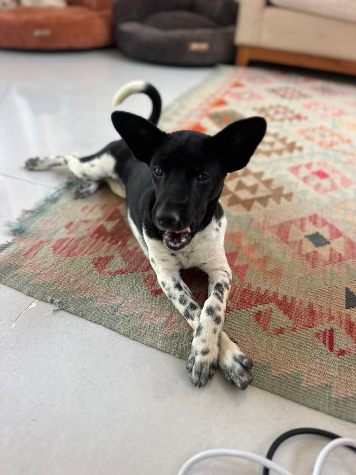 Moo, a black and white puppy being fostered