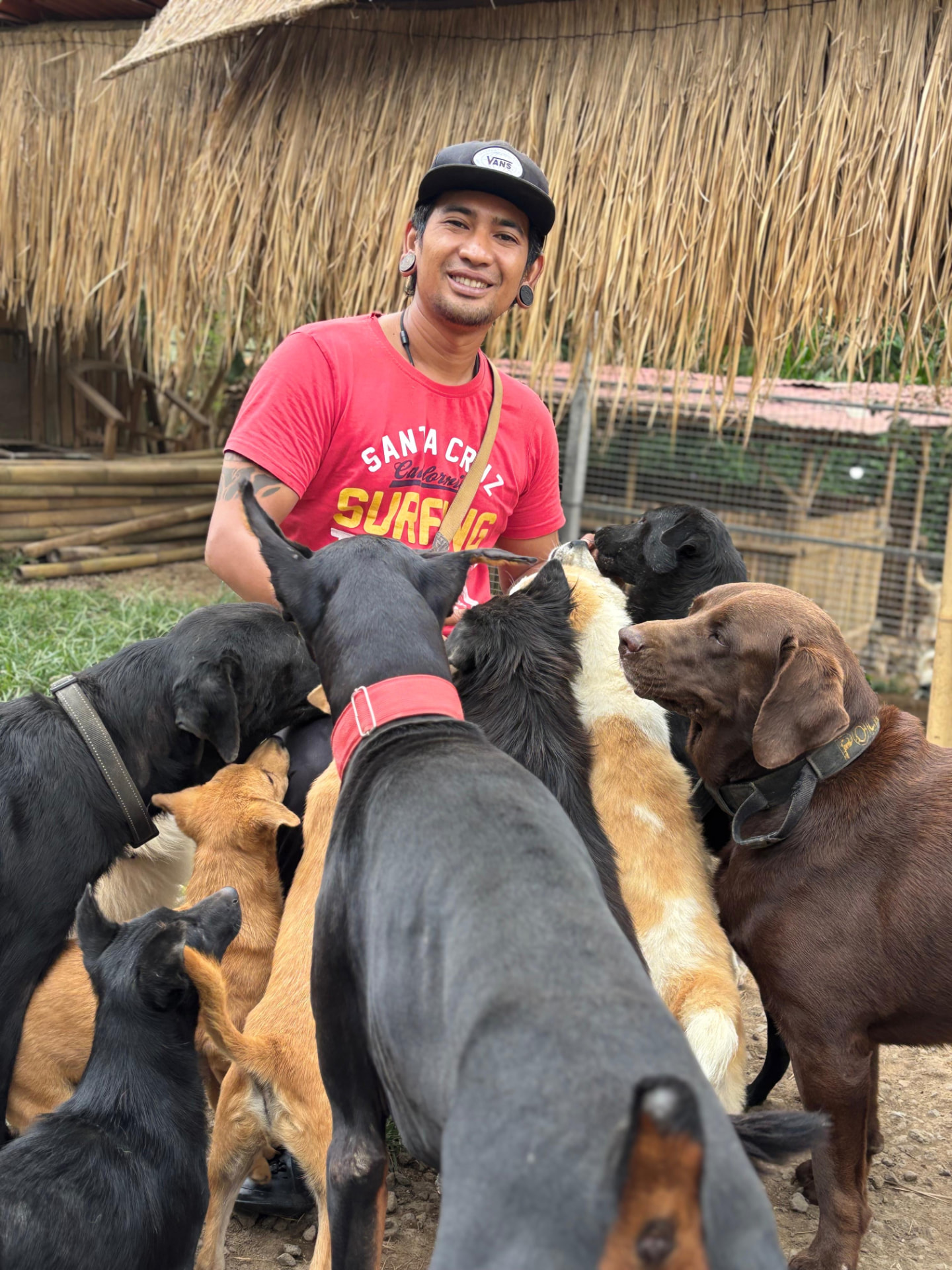 A smiling visitor in a red t-shirt surrounded by dogs in an outdoor enclosure