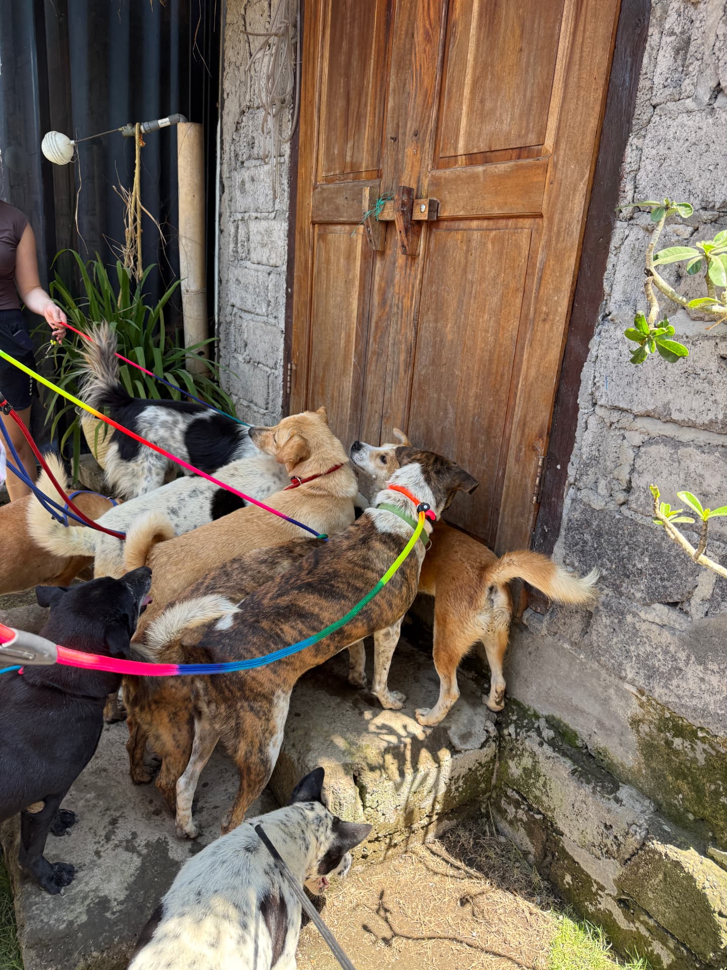 A pack of GAIA dogs on colourful leashes gathered at a wooden door