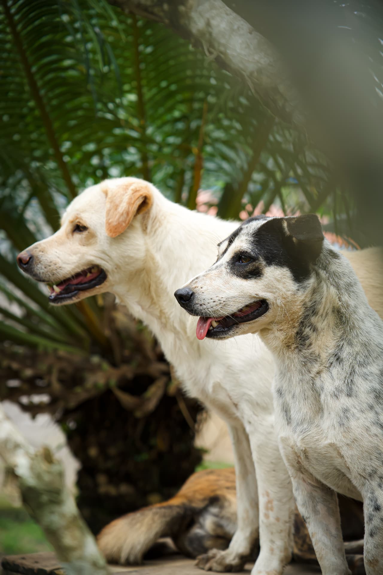Two rescued dogs together at the GAIA sanctuary