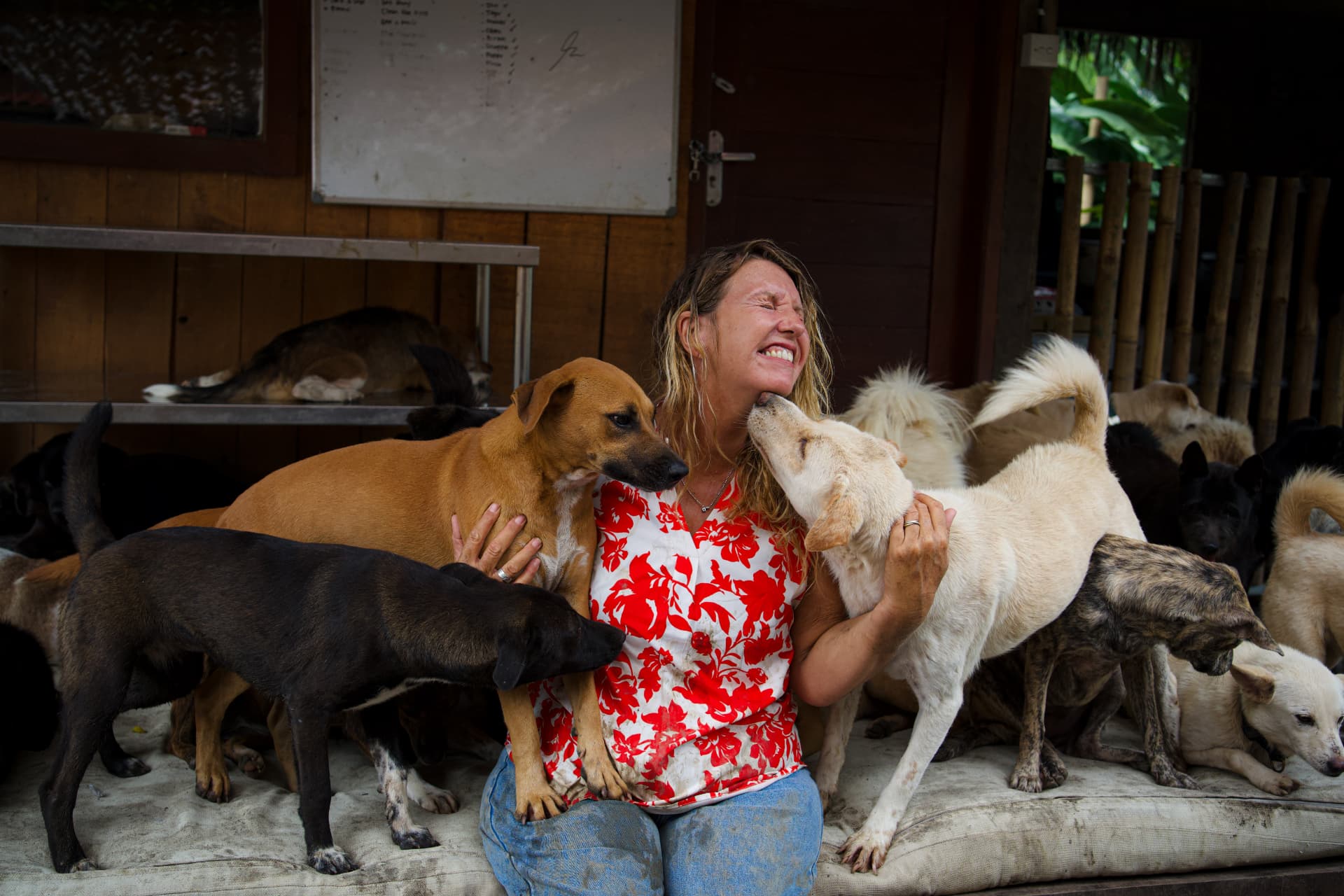 A GAIA team member surrounded by rescued dogs at the Bali sanctuary