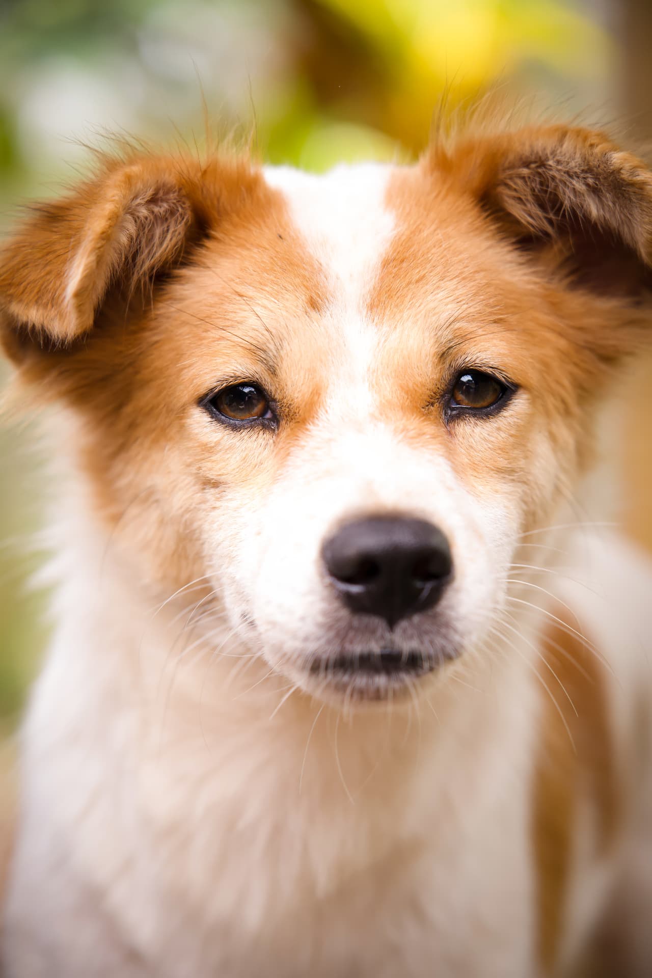 Portrait of a red-and-white rescued dog at GAIA