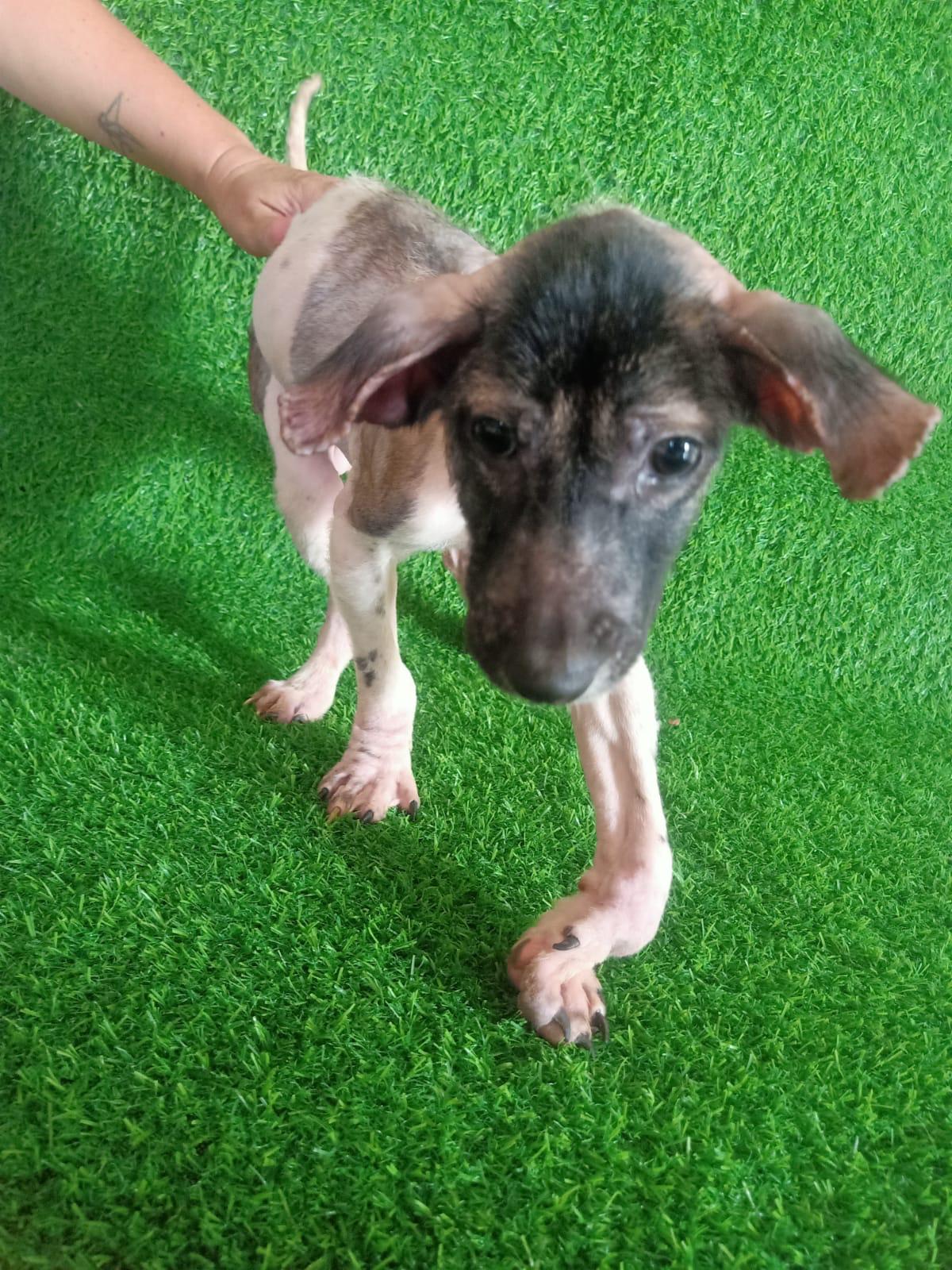Peter Pan at GAIA Island of Dogs, Bali
