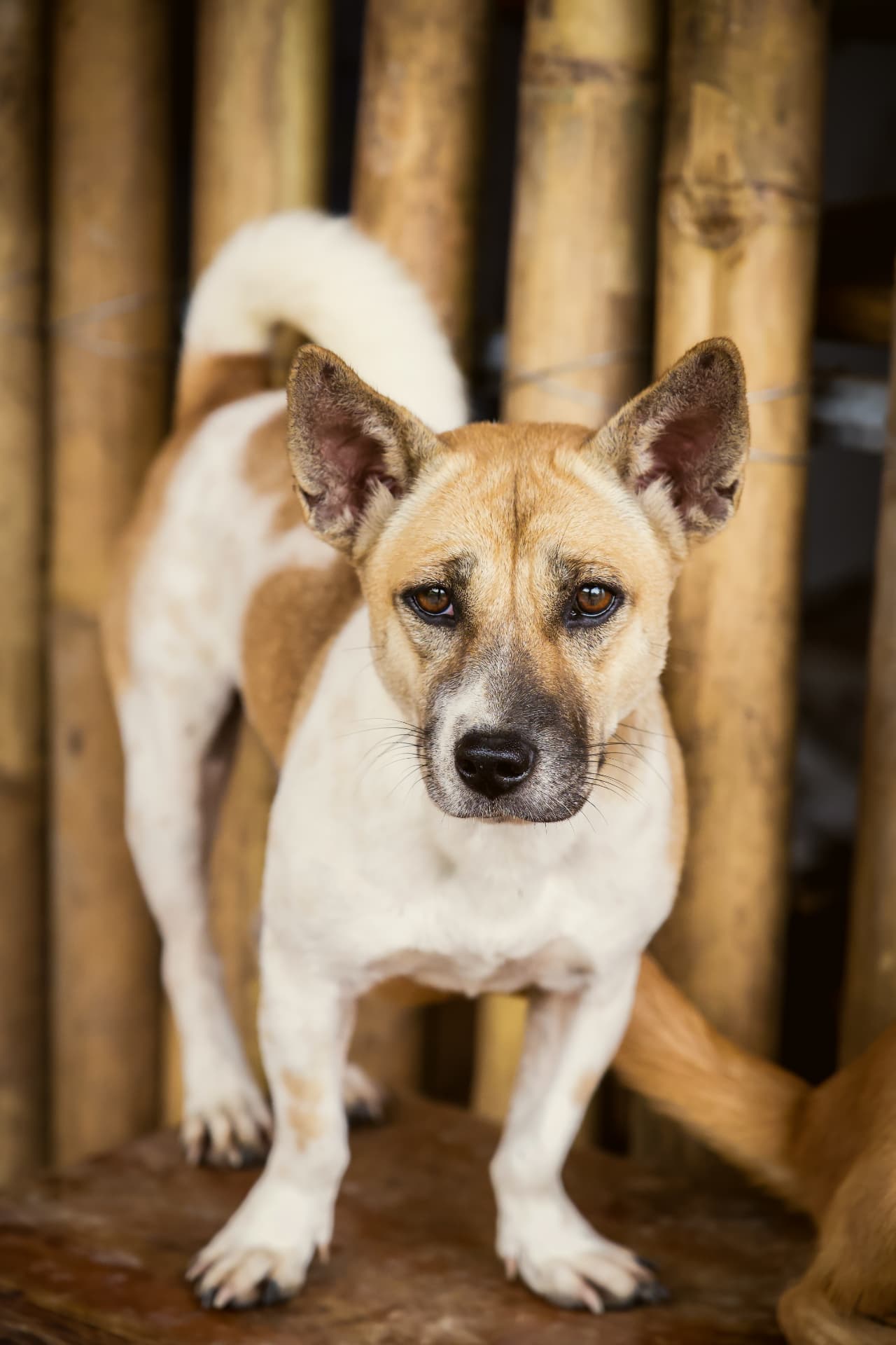 A rescued dog safe in loving arms at GAIA