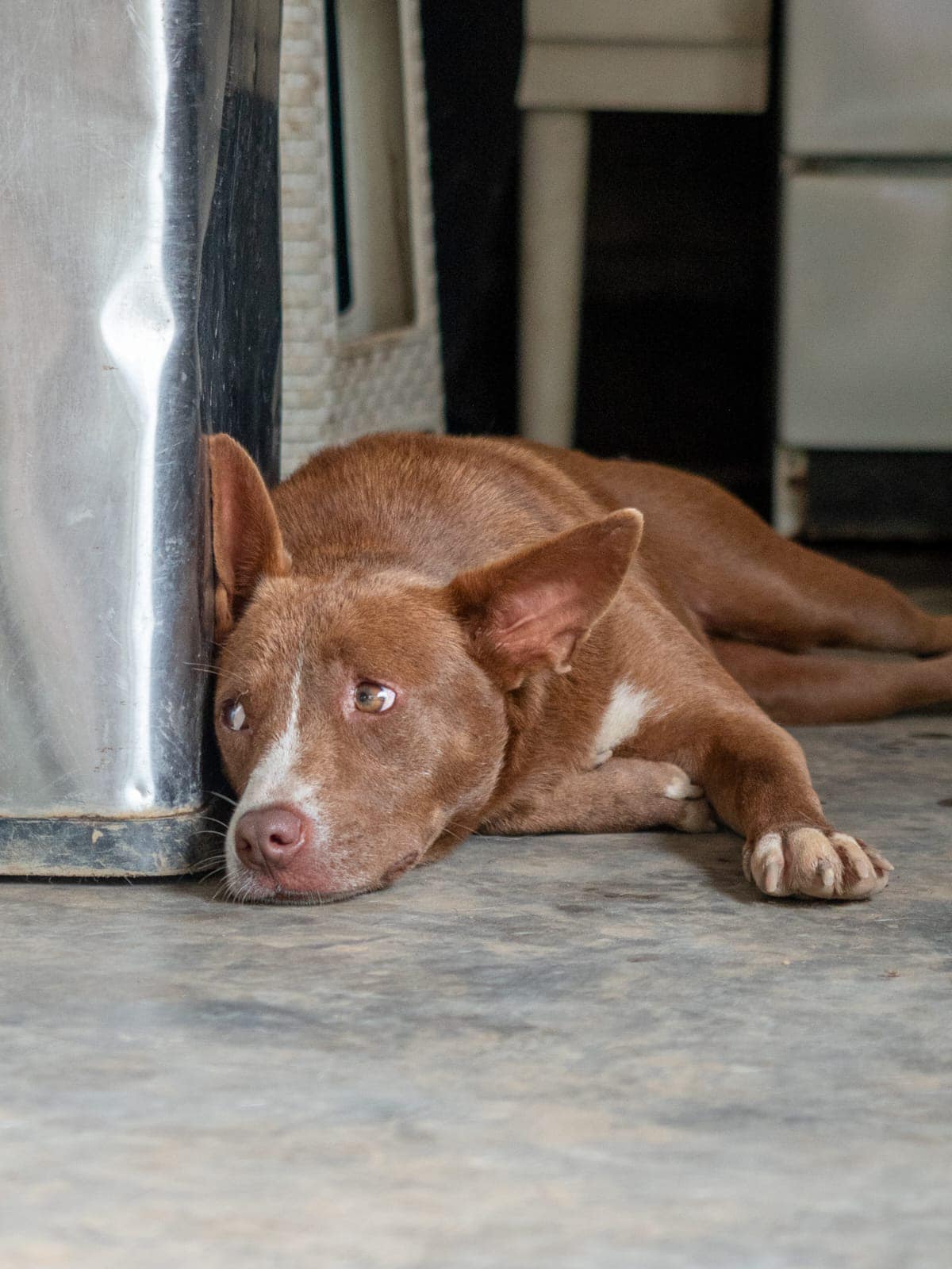 A GAIA rescue dog ready for adoption in Bali